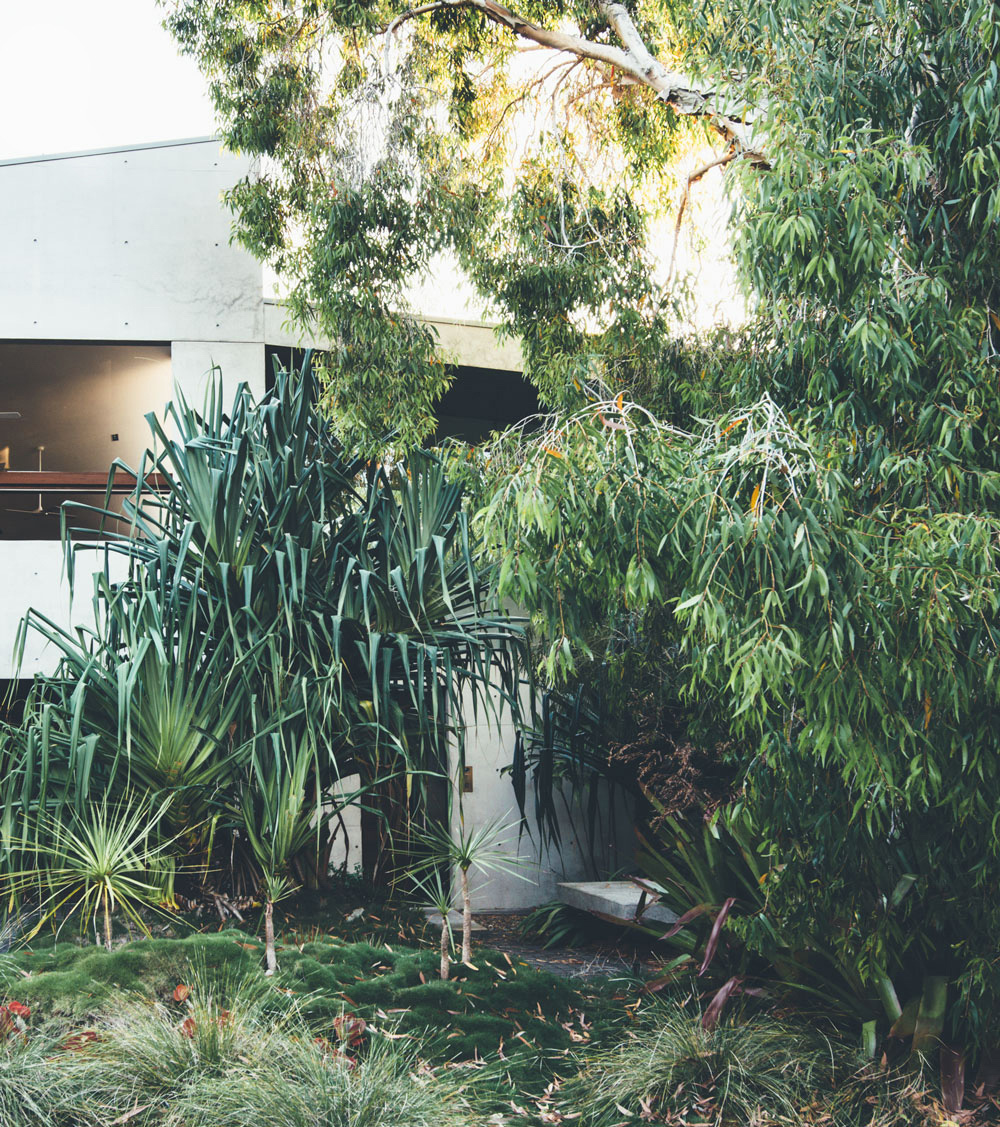 a contemporary beach house that connects intimately with the surrounding rainforest